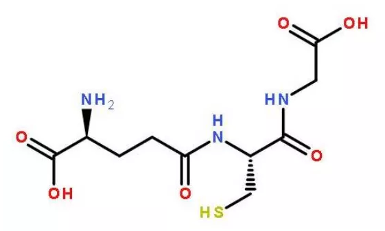 谷胱甘肽是由穀氨酸,半胱氨酸和甘氨酸經肽鍵縮合而成的具有多種重要